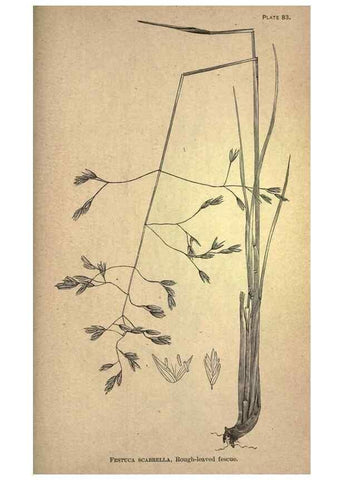 Reproducción/Reproduction 49579194771: The agricultural grasses and forage plants of the United States;. Washington :Govt. print. off.,1889.. 