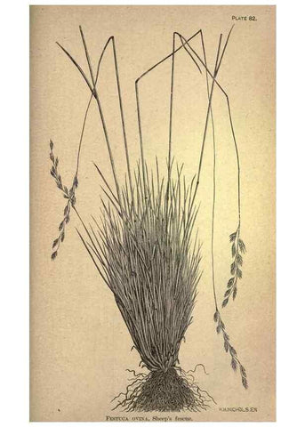 Reproducción/Reproduction 49578690608: The agricultural grasses and forage plants of the United States;. Washington :Govt. print. off.,1889.. 