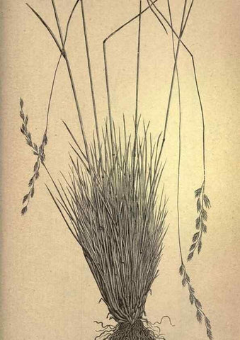 Reproducción/Reproduction 49578690608: The agricultural grasses and forage plants of the United States;. Washington :Govt. print. off.,1889.. 
