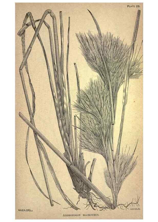 Reproducción/Reproduction 49579405022: The agricultural grasses and forage plants of the United States;. Washington :Govt. print. off.,1889.. 