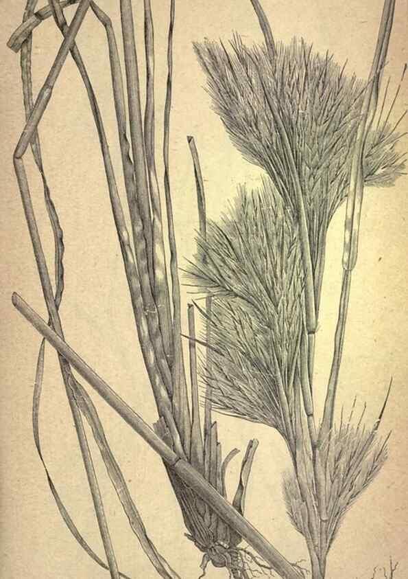 Reproducción/Reproduction 49579405022: The agricultural grasses and forage plants of the United States;. Washington :Govt. print. off.,1889.. 