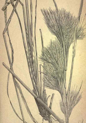 Reproducción/Reproduction 49579405022: The agricultural grasses and forage plants of the United States;. Washington :Govt. print. off.,1889.. 