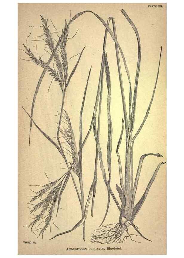 Reproducción/Reproduction 49579179246: The agricultural grasses and forage plants of the United States;. Washington :Govt. print. off.,1889.. 