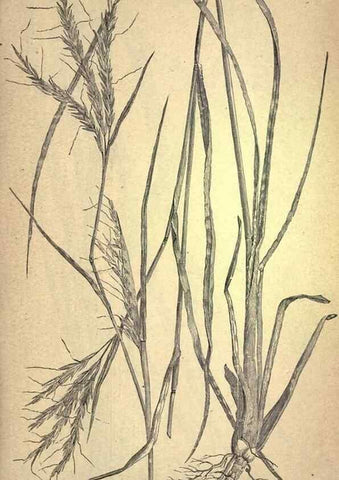 Reproducción/Reproduction 49579179246: The agricultural grasses and forage plants of the United States;. Washington :Govt. print. off.,1889.. 