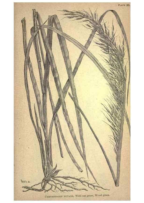 Reproducción/Reproduction 49578675858: The agricultural grasses and forage plants of the United States;. Washington :Govt. print. off.,1889.. 