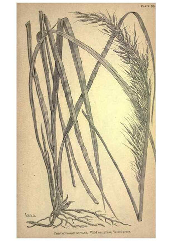 Reproducción/Reproduction 49578675858: The agricultural grasses and forage plants of the United States;. Washington :Govt. print. off.,1889.. 
