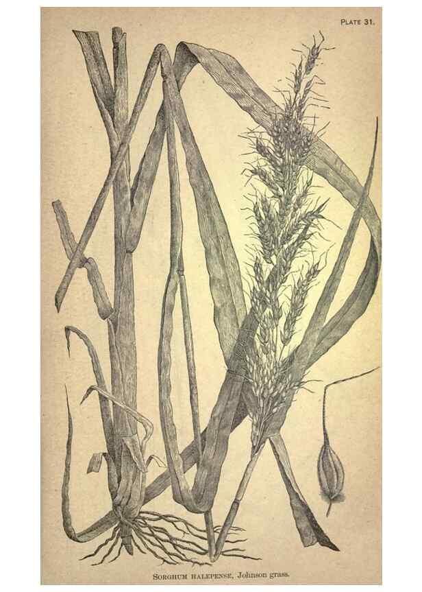 Reproducción/Reproduction 49579405947: The agricultural grasses and forage plants of the United States;. Washington :Govt. print. off.,1889.. 