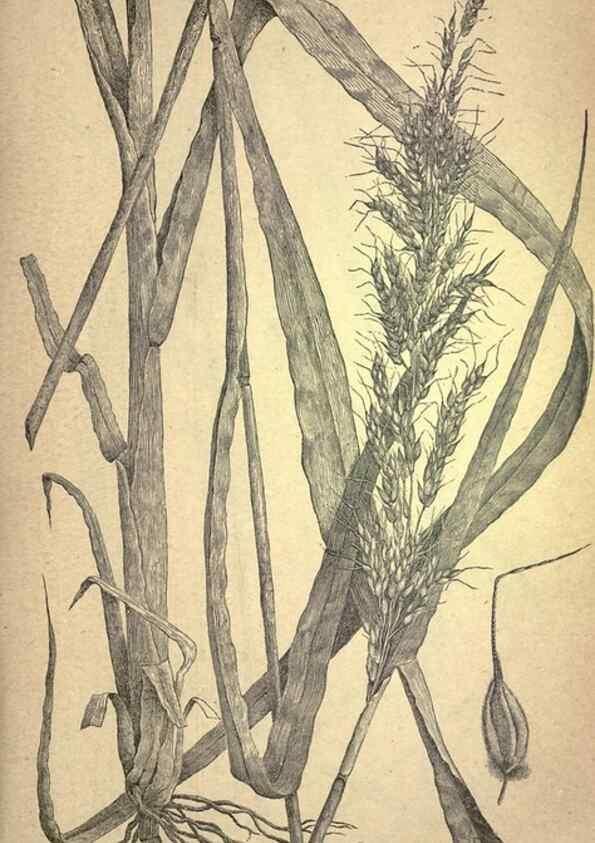 Reproducción/Reproduction 49579405947: The agricultural grasses and forage plants of the United States;. Washington :Govt. print. off.,1889.. 