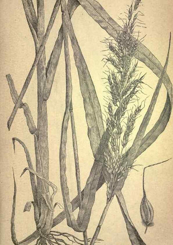 Reproducción/Reproduction 49579405947: The agricultural grasses and forage plants of the United States;. Washington :Govt. print. off.,1889.. 