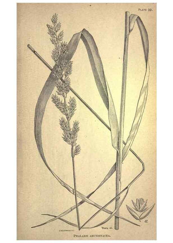 Reproducción/Reproduction 49579180046: The agricultural grasses and forage plants of the United States;. Washington :Govt. print. off.,1889.. 