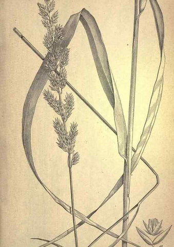 Reproducción/Reproduction 49579180046: The agricultural grasses and forage plants of the United States;. Washington :Govt. print. off.,1889.. 