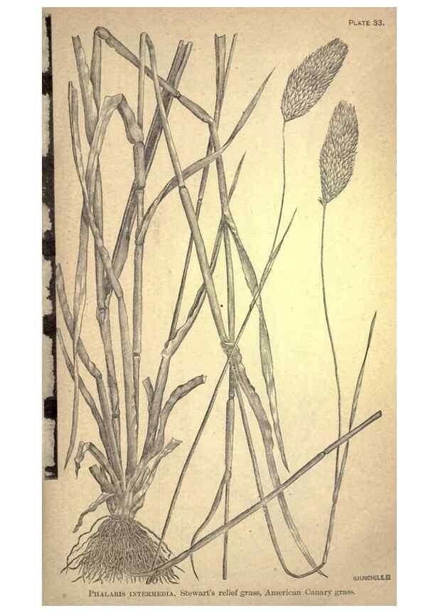 Reproducción/Reproduction 49578676638: The agricultural grasses and forage plants of the United States;. Washington :Govt. print. off.,1889.. 