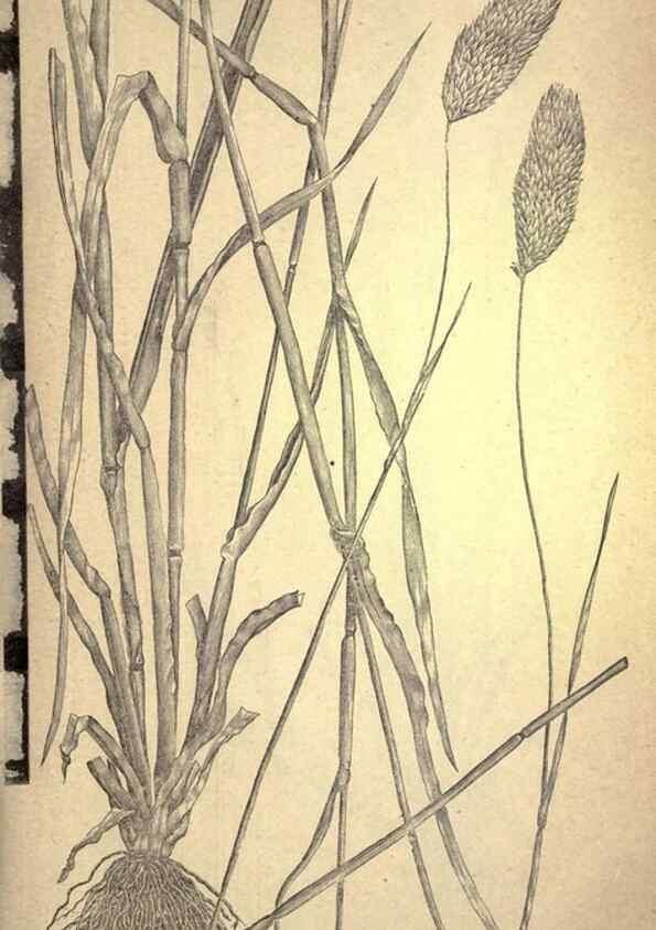 Reproducción/Reproduction 49578676638: The agricultural grasses and forage plants of the United States;. Washington :Govt. print. off.,1889.. 