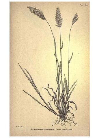 Reproducción/Reproduction 49579180671: The agricultural grasses and forage plants of the United States;. Washington :Govt. print. off.,1889.. 