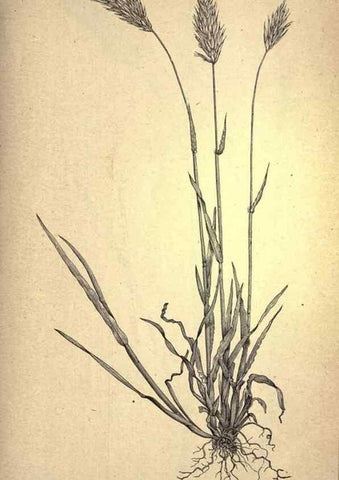 Reproducción/Reproduction 49579180671: The agricultural grasses and forage plants of the United States;. Washington :Govt. print. off.,1889.. 