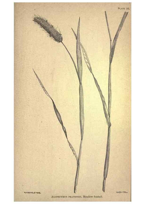 Reproducción/Reproduction 49579407107: The agricultural grasses and forage plants of the United States;. Washington :Govt. print. off.,1889.. 