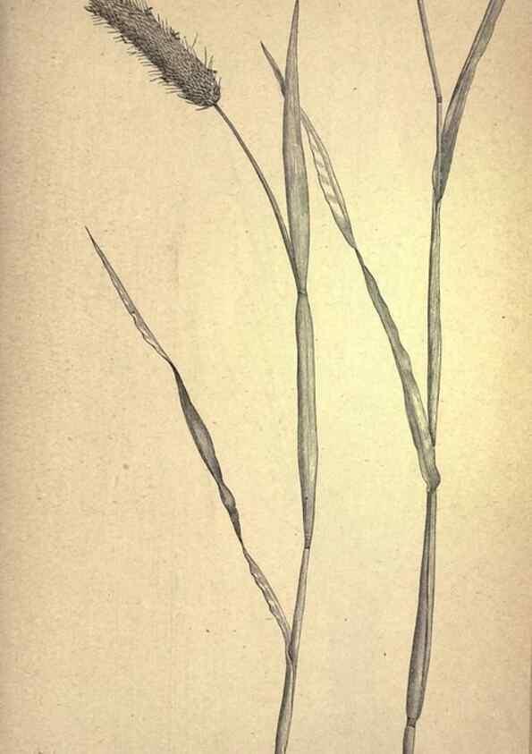 Reproducción/Reproduction 49579407107: The agricultural grasses and forage plants of the United States;. Washington :Govt. print. off.,1889.. 