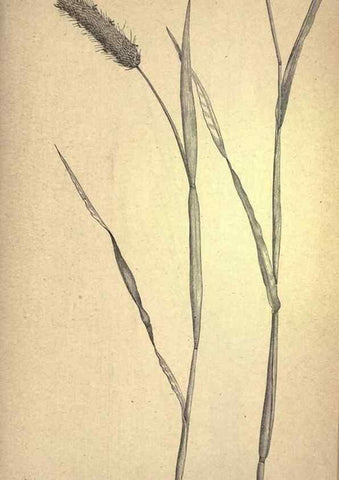 Reproducción/Reproduction 49579407107: The agricultural grasses and forage plants of the United States;. Washington :Govt. print. off.,1889.. 
