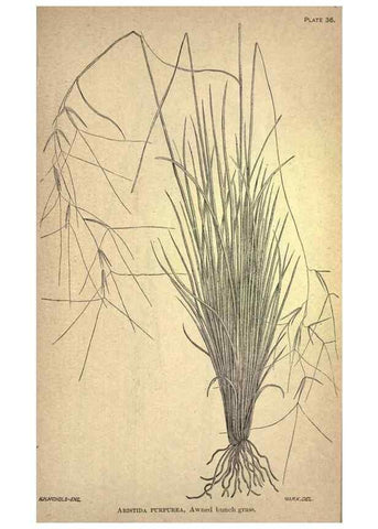 Reproducción/Reproduction 49578677508: The agricultural grasses and forage plants of the United States;. Washington :Govt. print. off.,1889.. 