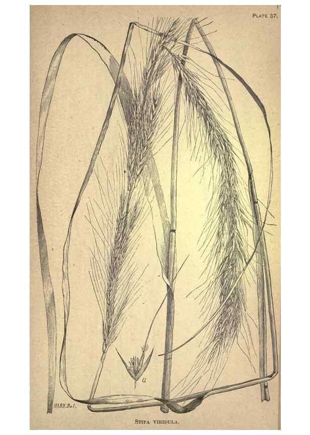 Reproducción/Reproduction 49578677858: The agricultural grasses and forage plants of the United States;. Washington :Govt. print. off.,1889.. 