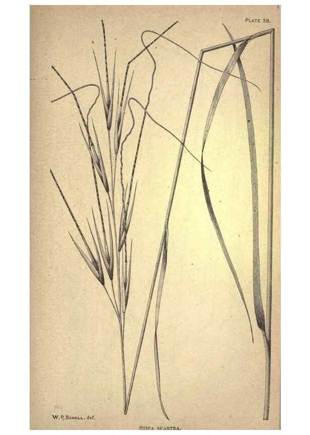 Reproducción/Reproduction 49578678153: The agricultural grasses and forage plants of the United States;. Washington :Govt. print. off.,1889.. 