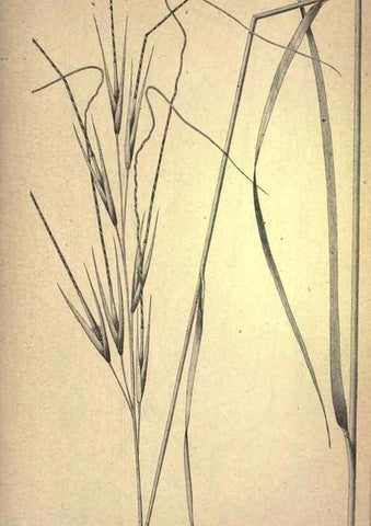 Reproducción/Reproduction 49578678153: The agricultural grasses and forage plants of the United States;. Washington :Govt. print. off.,1889.. 