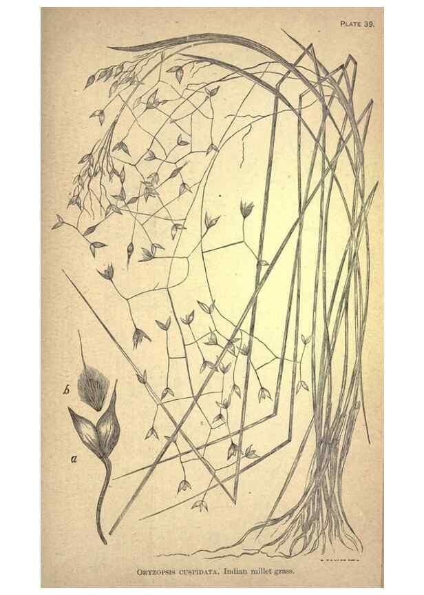 Reproducción/Reproduction 49579408297: The agricultural grasses and forage plants of the United States;. Washington :Govt. print. off.,1889.. 