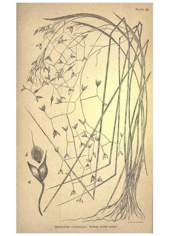 Reproducción/Reproduction 49579408297: The agricultural grasses and forage plants of the United States;. Washington :Govt. print. off.,1889.. 