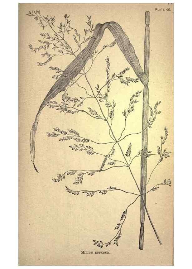 Reproducción/Reproduction 49579408552: The agricultural grasses and forage plants of the United States;. Washington :Govt. print. off.,1889.. 