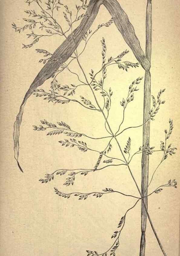 Reproducción/Reproduction 49579408552: The agricultural grasses and forage plants of the United States;. Washington :Govt. print. off.,1889.. 