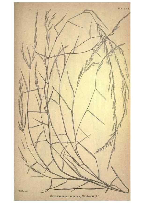 Reproducción/Reproduction 49579182831: The agricultural grasses and forage plants of the United States;. Washington :Govt. print. off.,1889.. 