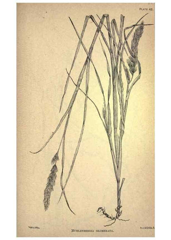 Reproducción/Reproduction 49579409162: The agricultural grasses and forage plants of the United States;. Washington :Govt. print. off.,1889.. 
