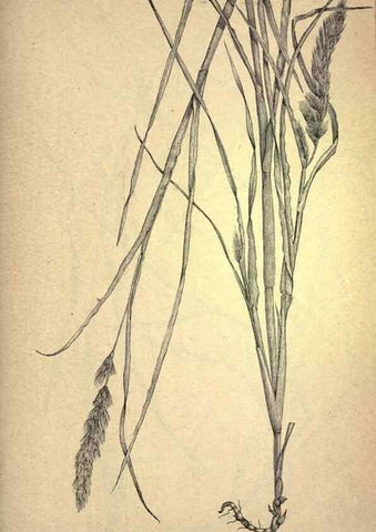 Reproducción/Reproduction 49579409162: The agricultural grasses and forage plants of the United States;. Washington :Govt. print. off.,1889.. 
