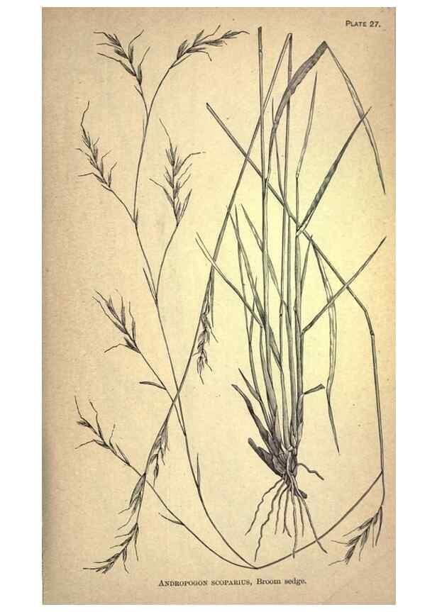 Reproducción/Reproduction 49578674973: The agricultural grasses and forage plants of the United States;. Washington :Govt. print. off.,1889.. 