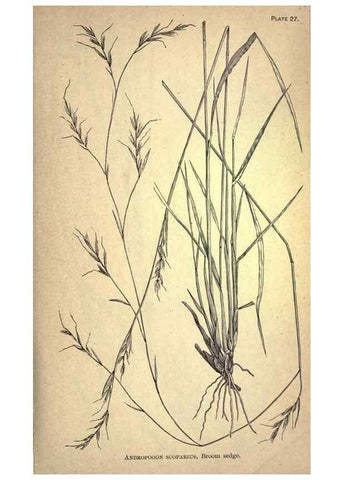 Reproducción/Reproduction 49578674973: The agricultural grasses and forage plants of the United States;. Washington :Govt. print. off.,1889.. 