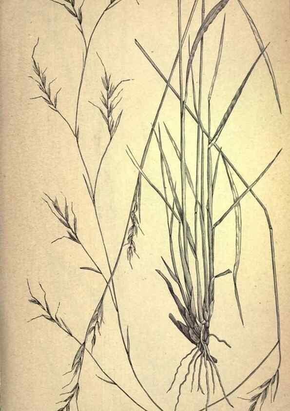 Reproducción/Reproduction 49578674973: The agricultural grasses and forage plants of the United States;. Washington :Govt. print. off.,1889.. 
