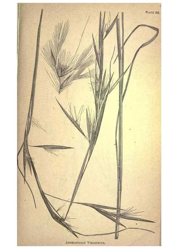 Reproducción/Reproduction 49579178381: The agricultural grasses and forage plants of the United States;. Washington :Govt. print. off.,1889.. 