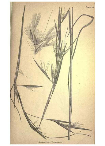 Reproducción/Reproduction 49579178381: The agricultural grasses and forage plants of the United States;. Washington :Govt. print. off.,1889.. 