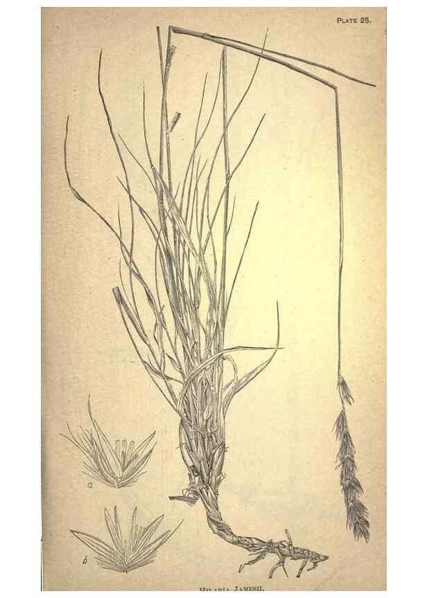 Reproducción/Reproduction 49579178146: The agricultural grasses and forage plants of the United States;. Washington :Govt. print. off.,1889.. 