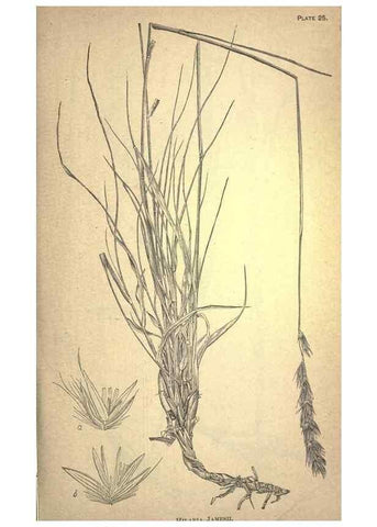 Reproducción/Reproduction 49579178146: The agricultural grasses and forage plants of the United States;. Washington :Govt. print. off.,1889.. 