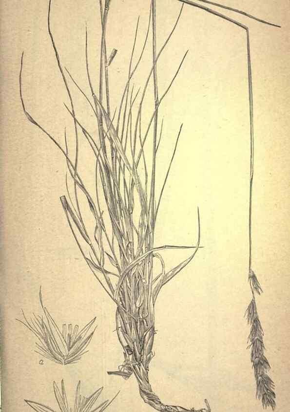 Reproducción/Reproduction 49579178146: The agricultural grasses and forage plants of the United States;. Washington :Govt. print. off.,1889.. 