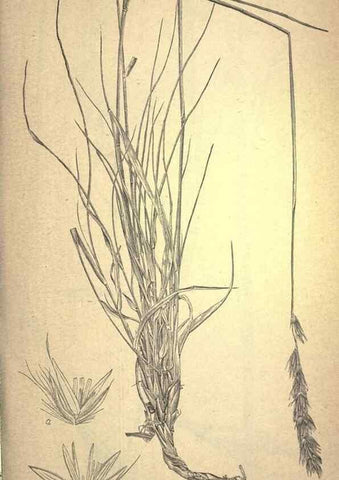 Reproducción/Reproduction 49579178146: The agricultural grasses and forage plants of the United States;. Washington :Govt. print. off.,1889.. 