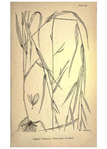 Reproducción/Reproduction 49579177816: The agricultural grasses and forage plants of the United States;. Washington :Govt. print. off.,1889.. 