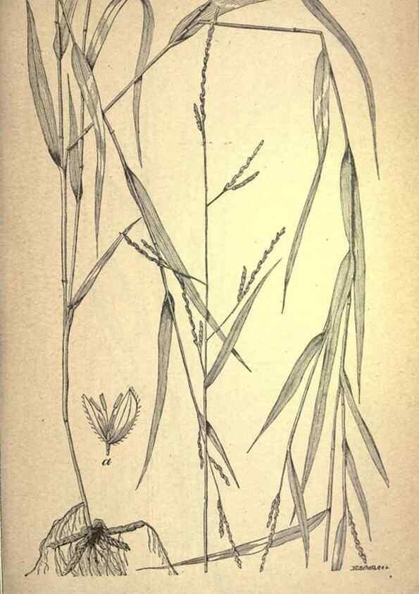 Reproducción/Reproduction 49579177816: The agricultural grasses and forage plants of the United States;. Washington :Govt. print. off.,1889.. 