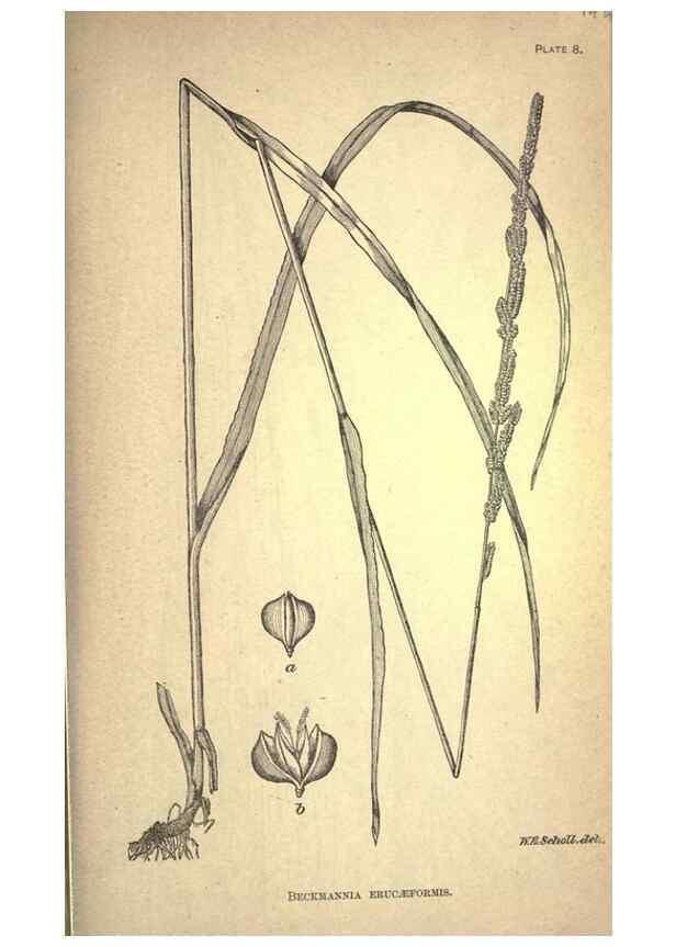 Reproducción/Reproduction 49579399872: The agricultural grasses and forage plants of the United States;. Washington :Govt. print. off.,1889.. 