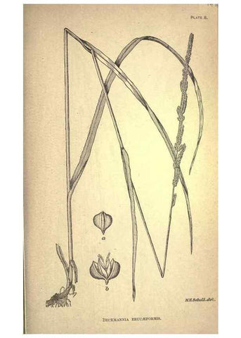 Reproducción/Reproduction 49579399872: The agricultural grasses and forage plants of the United States;. Washington :Govt. print. off.,1889.. 