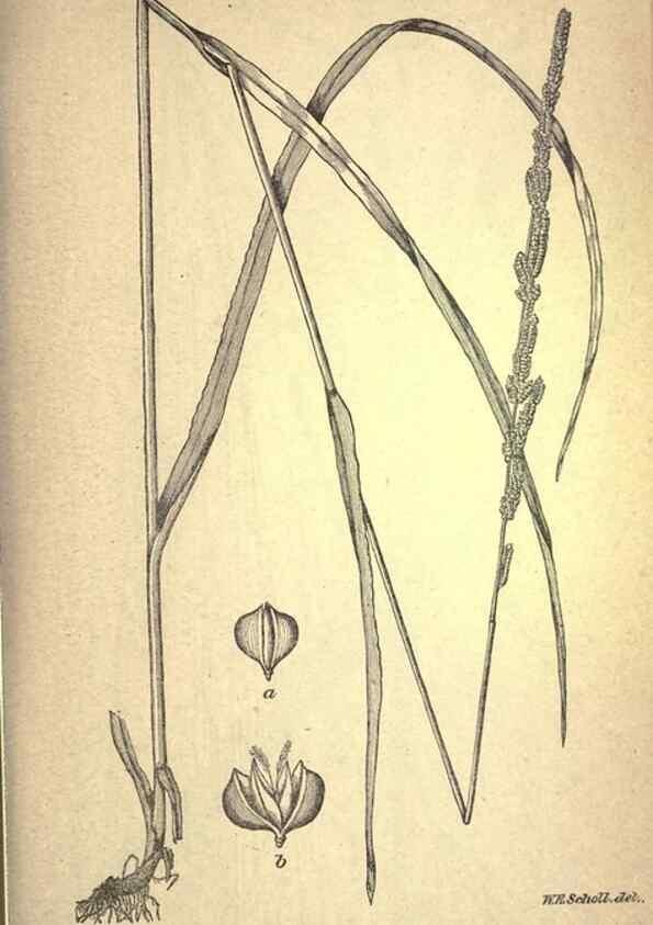 Reproducción/Reproduction 49579399872: The agricultural grasses and forage plants of the United States;. Washington :Govt. print. off.,1889.. 