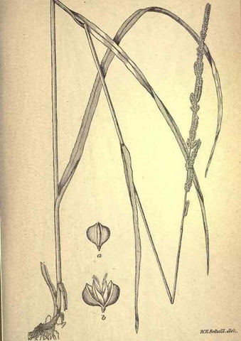 Reproducción/Reproduction 49579399872: The agricultural grasses and forage plants of the United States;. Washington :Govt. print. off.,1889.. 