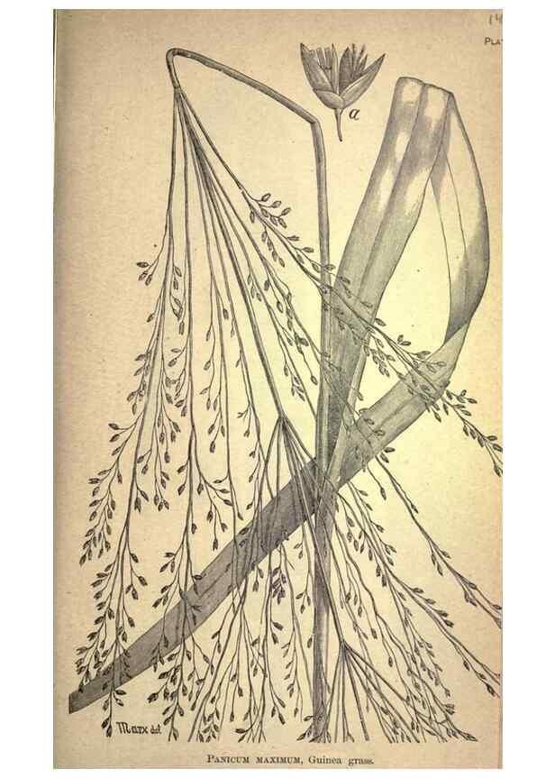 Reproducción/Reproduction 49579173826: The agricultural grasses and forage plants of the United States;. Washington :Govt. print. off.,1889.. 