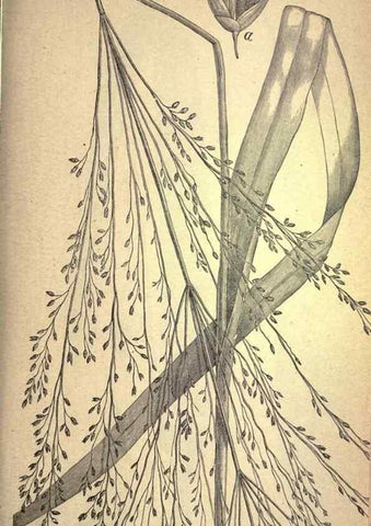 Reproducción/Reproduction 49579173826: The agricultural grasses and forage plants of the United States;. Washington :Govt. print. off.,1889.. 